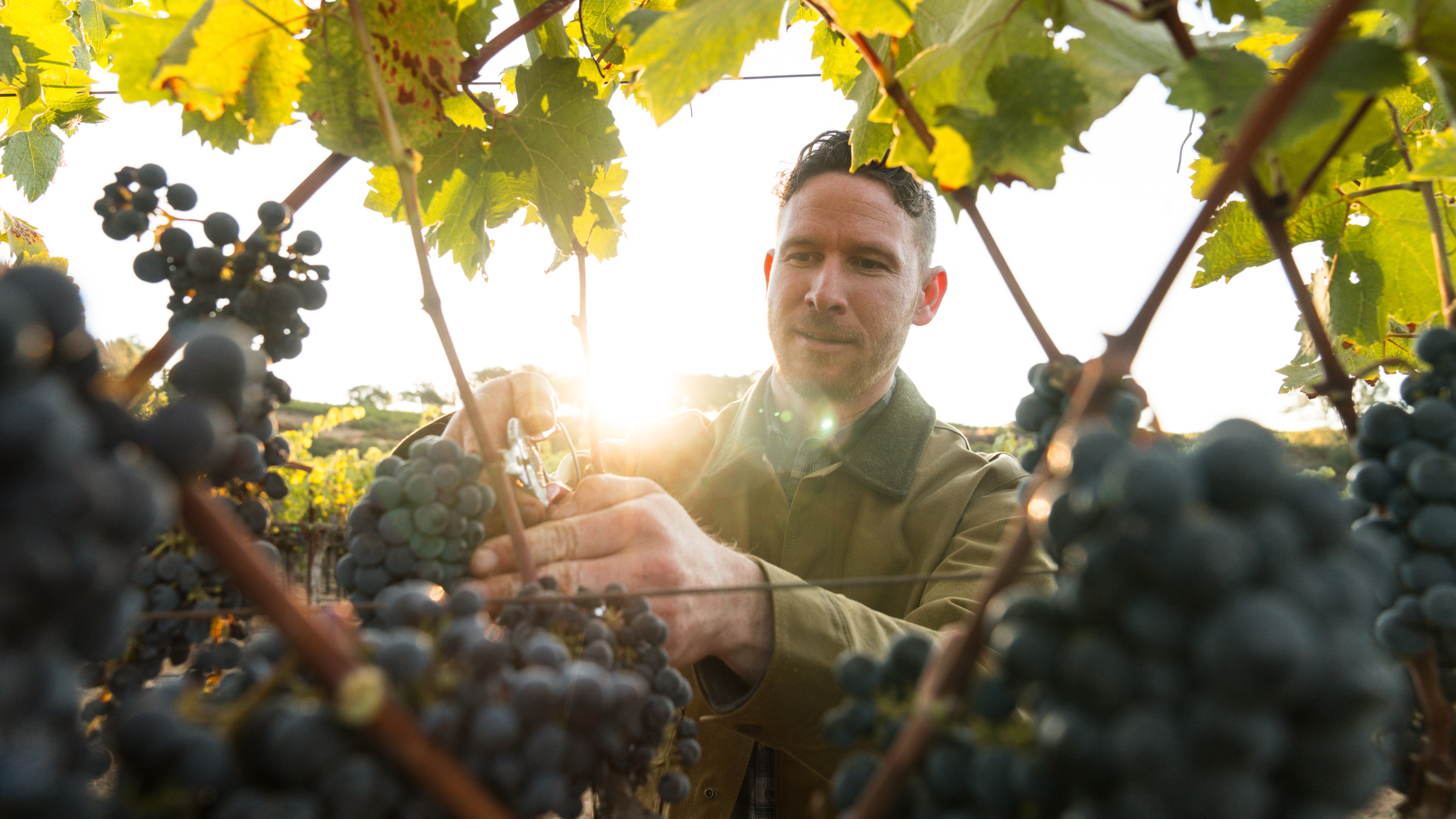 Zach Watkins harvesting grapes