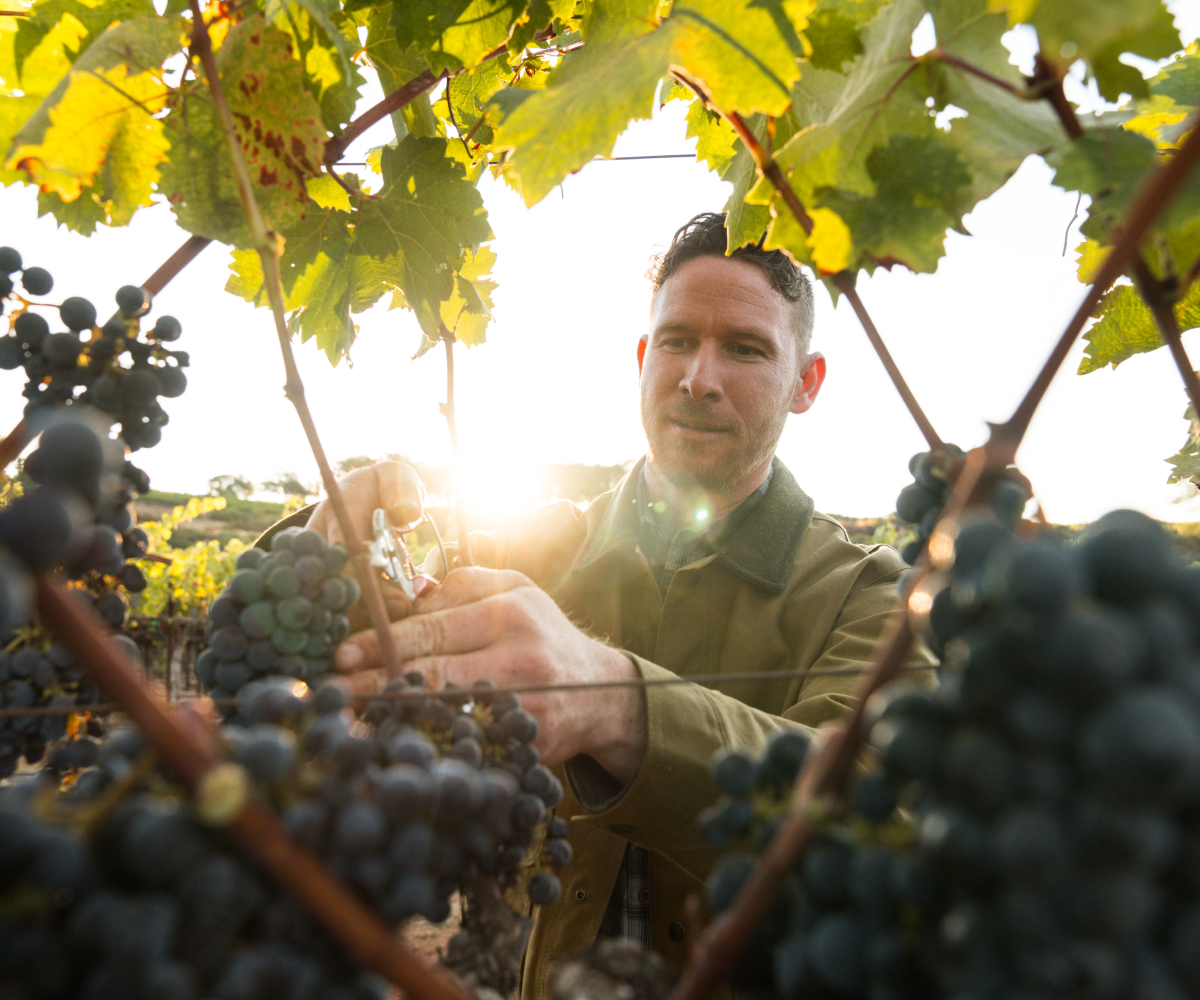 Zach Watkins harvesting grapes