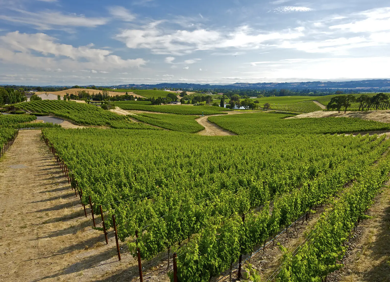 Lush green vineyards in Napa Valley